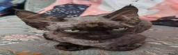 Devon Rex cats for sale: GCCF registered Devon Rex Kittens - Advert 13