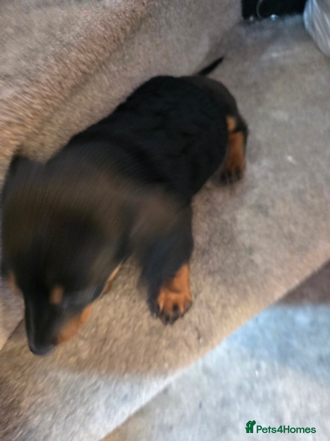 Miniature Dachshund dogs for sale: Male Puppy - Advert 3