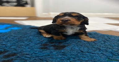 Cocker Spaniel dogs 2 super Black and Tan boy cocker spaniel puppies  - Advert 12