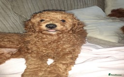 Toy Poodle dogs for sale: KC Registered gorgeous Red Toy Poodle Puppies - Image 9