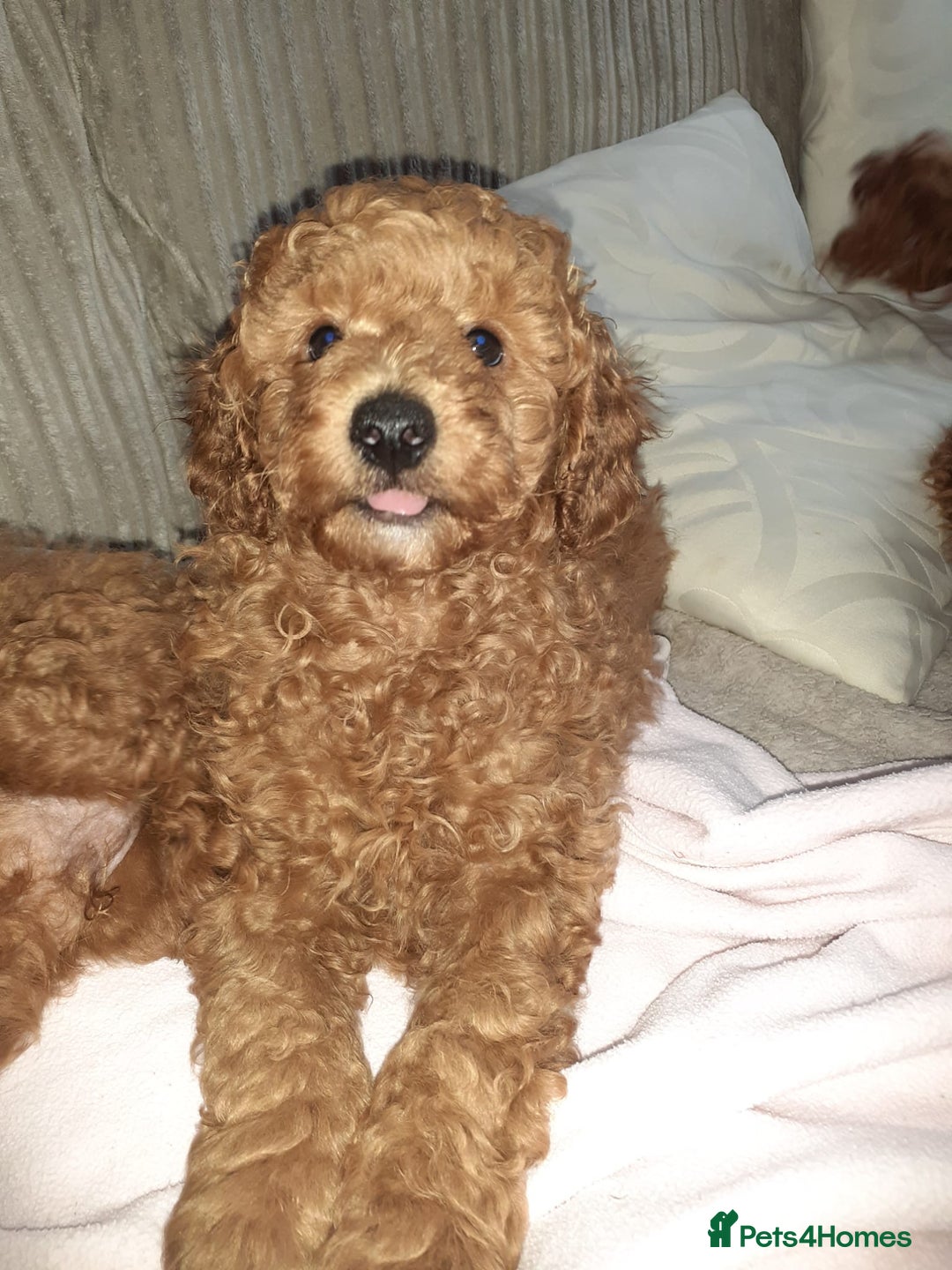 Toy Poodle dogs for sale: KC Registered gorgeous Red Toy Poodle Puppies - Image 9