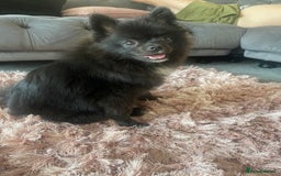 Pomeranian dogs for sale: Beautiful Pomeranian girl for sale - Image 2
