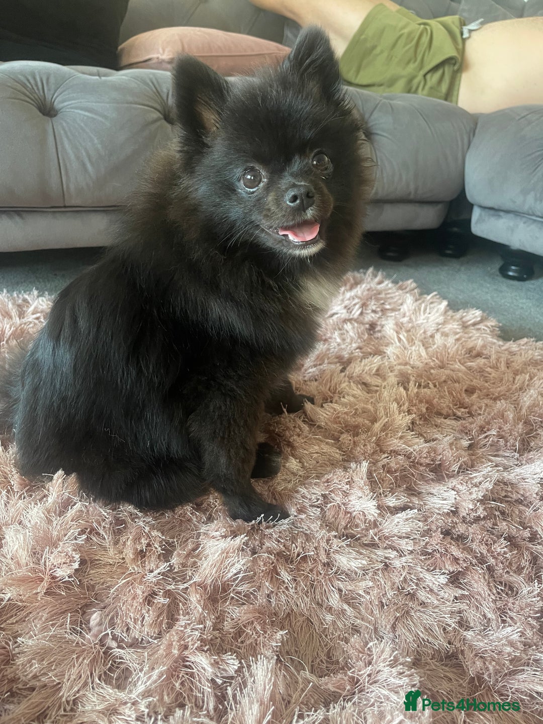 Pomeranian dogs for sale: Beautiful Pomeranian girl for sale - Image 2