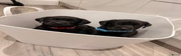 Labrador Retriever dogs for sale: Beautiful Black Pedigree Labrador Puppies - Advert 12