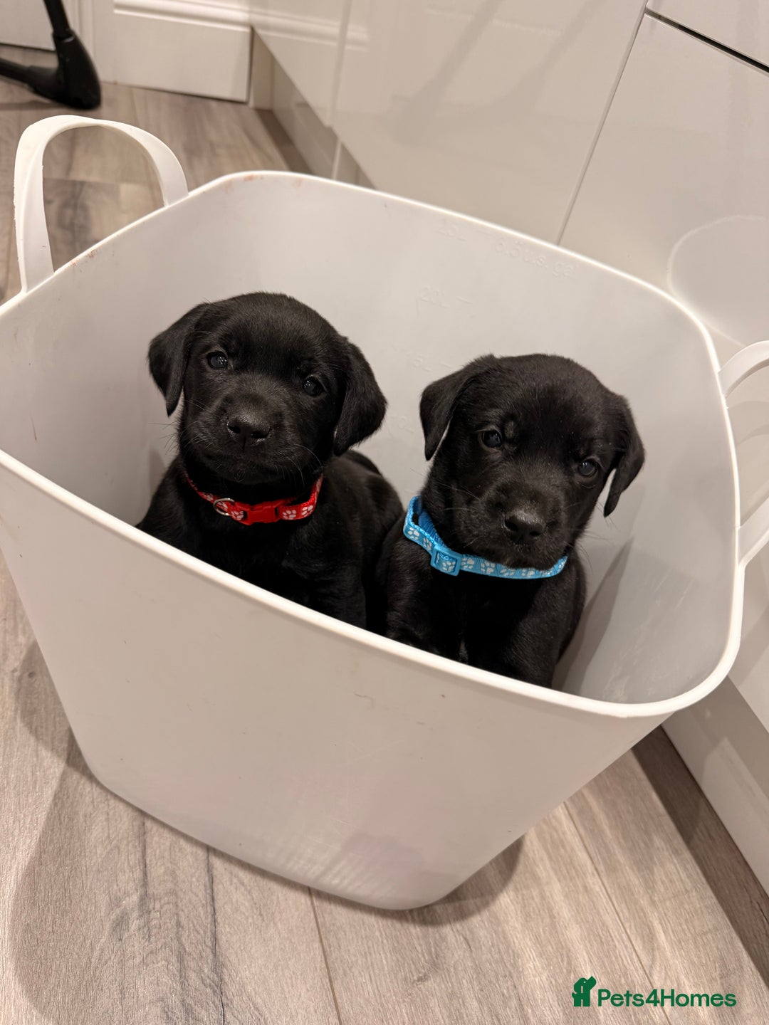 Labrador Retriever dogs for sale: Beautiful Black Pedigree Labrador Puppies - Advert 12