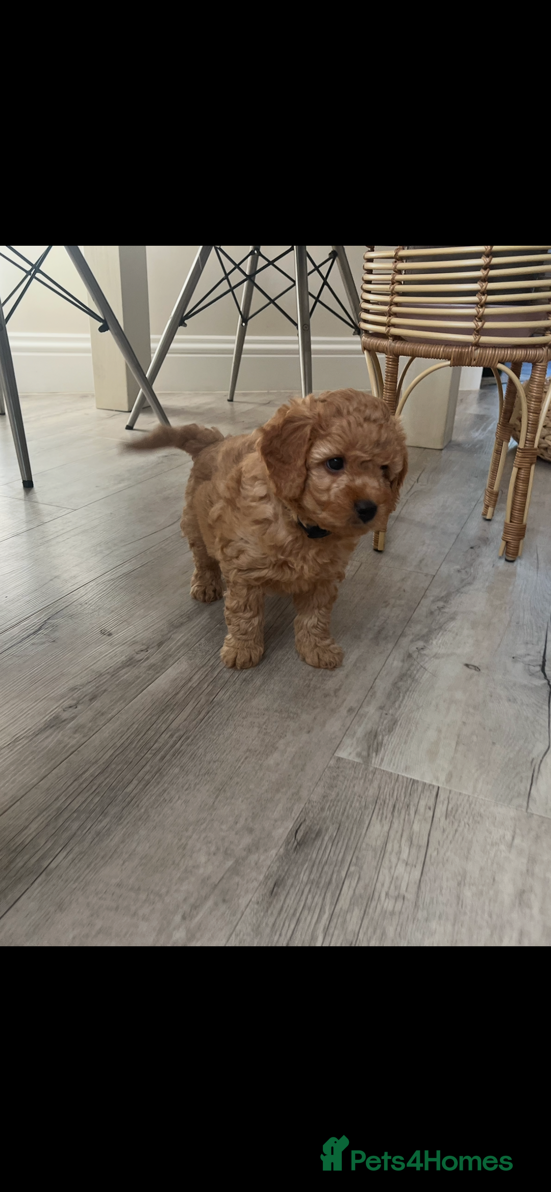 Cockapoo dogs for sale: Miniature f1b Cockapoo puppies DNA health checked - Image 7