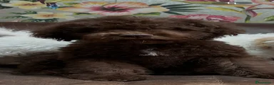 Lagotto Romagnolo Puppy 1