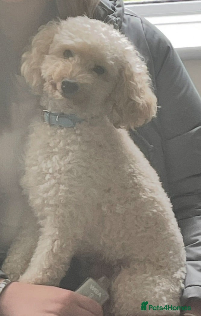 Miniature Poodle dogs Teddy miniature poodle - Advert 7