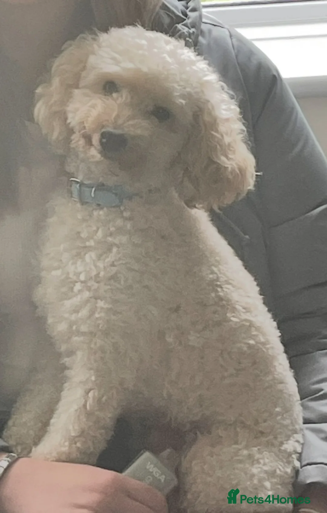 Miniature Poodle dogs for sale: Teddy miniature poodle - Advert 1