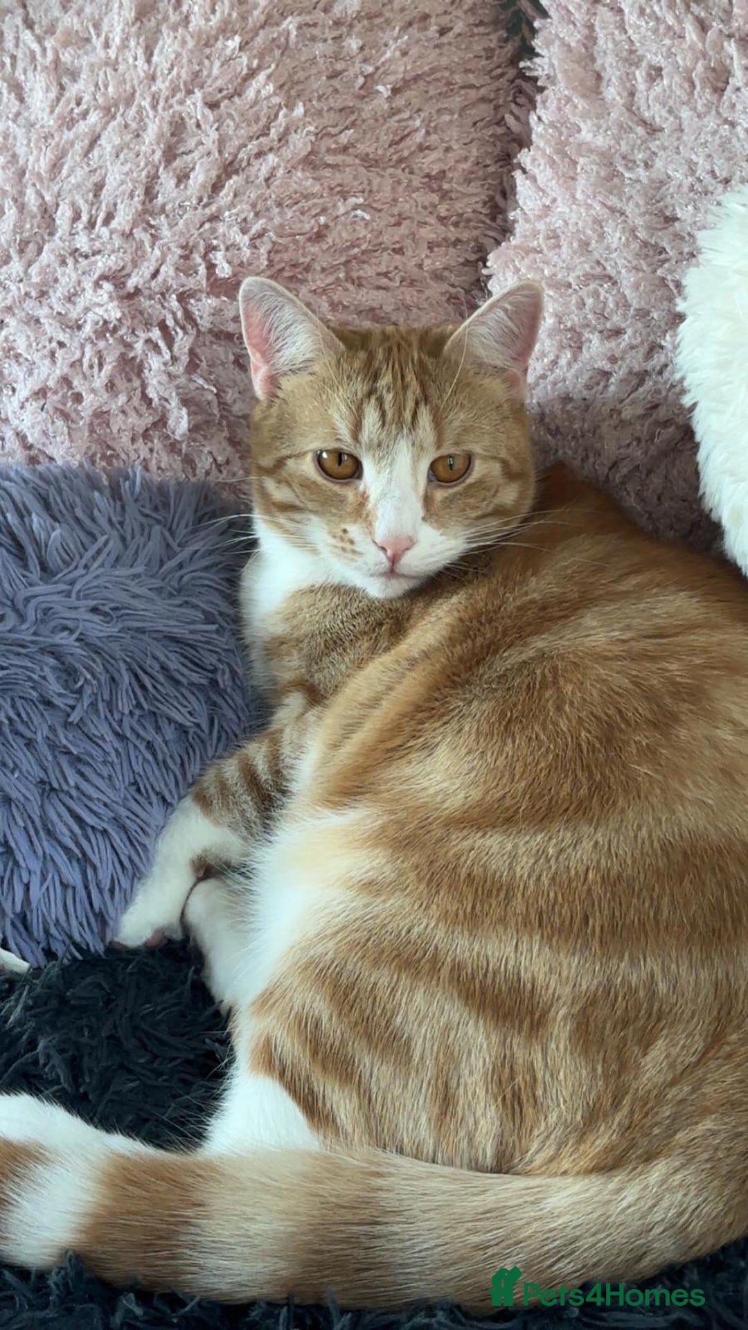 Domestic Shorthair cats for sale: Cats gingers and turtle for rehoming  - Image 3