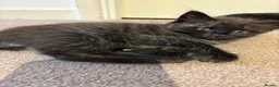 Mixed Breed cats for sale: Beautiful Ragdol x kittens  - Advert 5