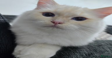 Ragdoll cats - Advert 15