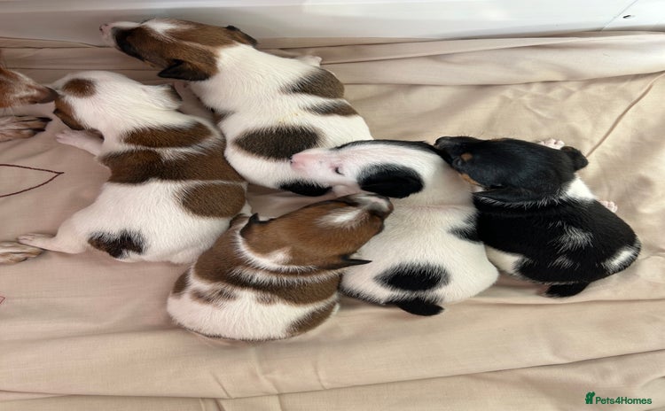 Jack Russell dogs - Advert 1