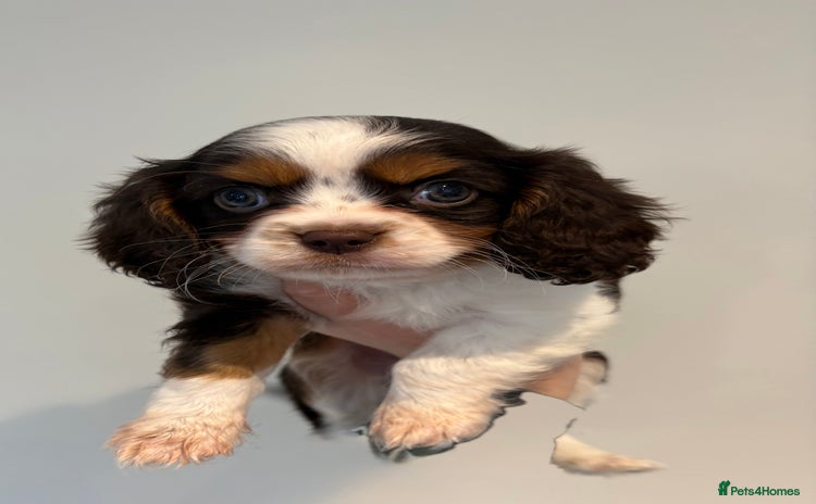 Cavalier King Charles Spaniel dogs - Advert 1