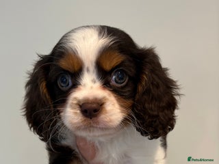 Cavalier King Charles Spaniel dogs KC TRI BOY LEFT 🍫health tested parents - Advert 18