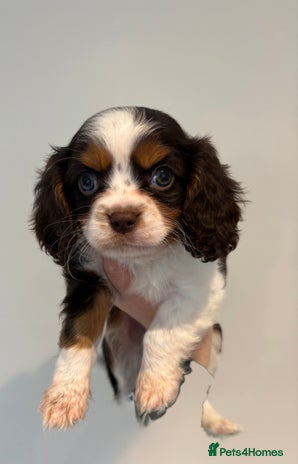 Cavalier King Charles Spaniel dogs - Advert 2
