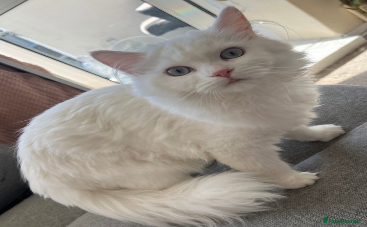 Persian cats - Advert 8