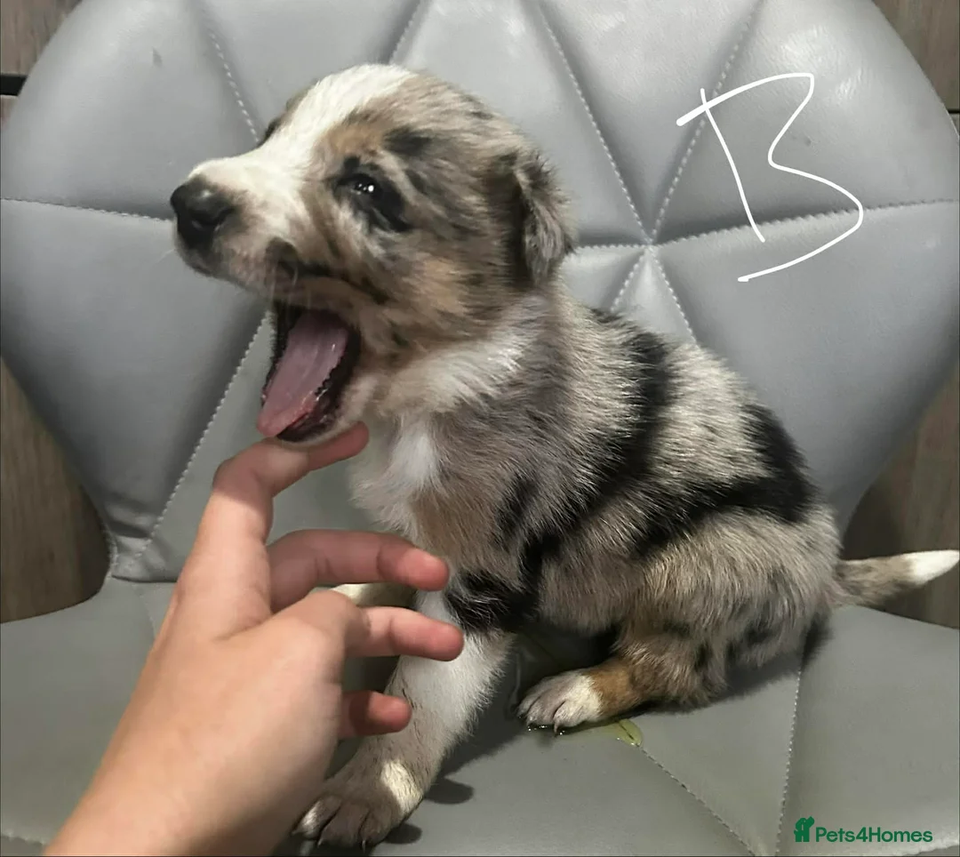 Border Collie dogs for sale: Border Collie puppies - Advert 2