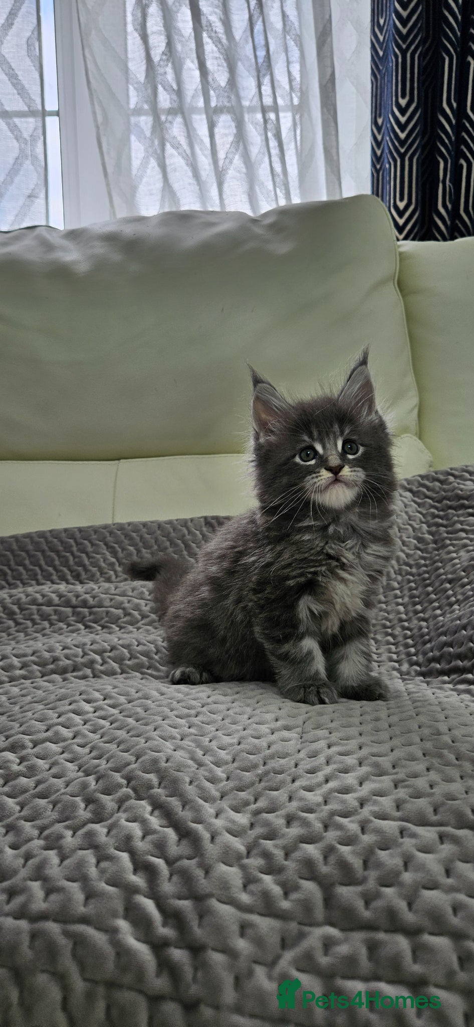 Maine Coon cats for sale: Giant Maine Coon  - Advert 5
