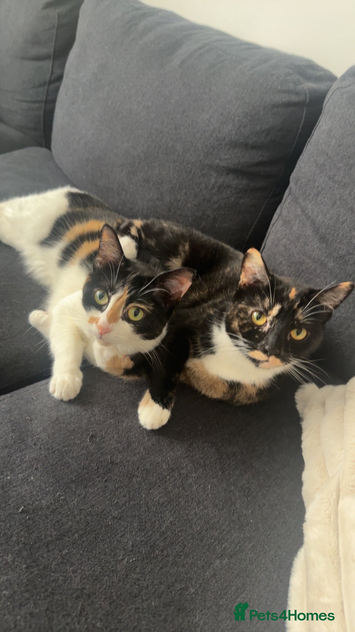 Mixed Breed cats 2 female sister cats. - Advert 1