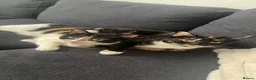 Mixed Breed cats for sale: 2 female sister cats. - Advert 1