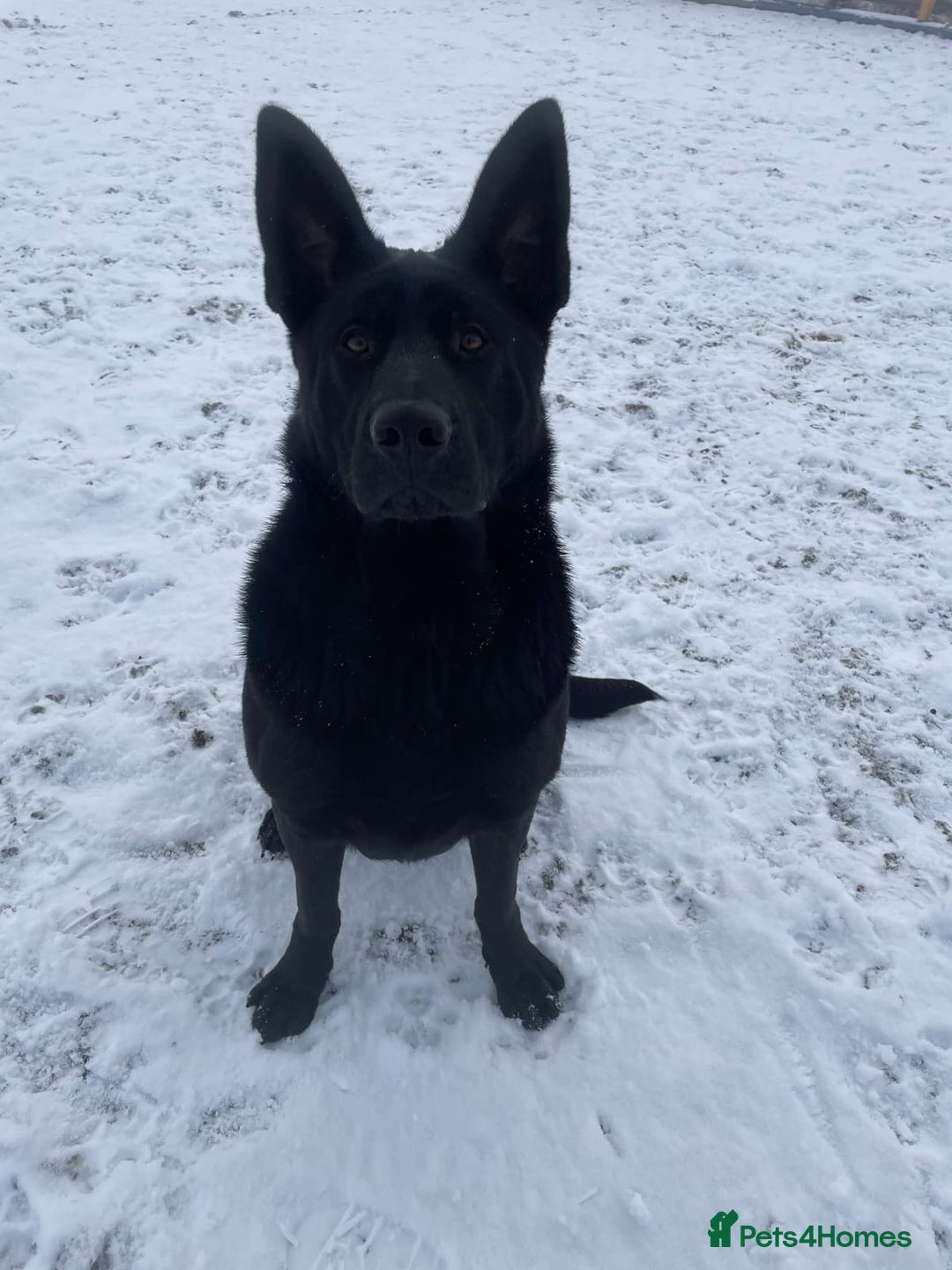 German Shepherd dogs for sale: Beautiful big German shepherd pups - Image 8