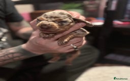 Mixed Breed dogs for sale: Adorable Daschund x spaniel pups  - Advert 9