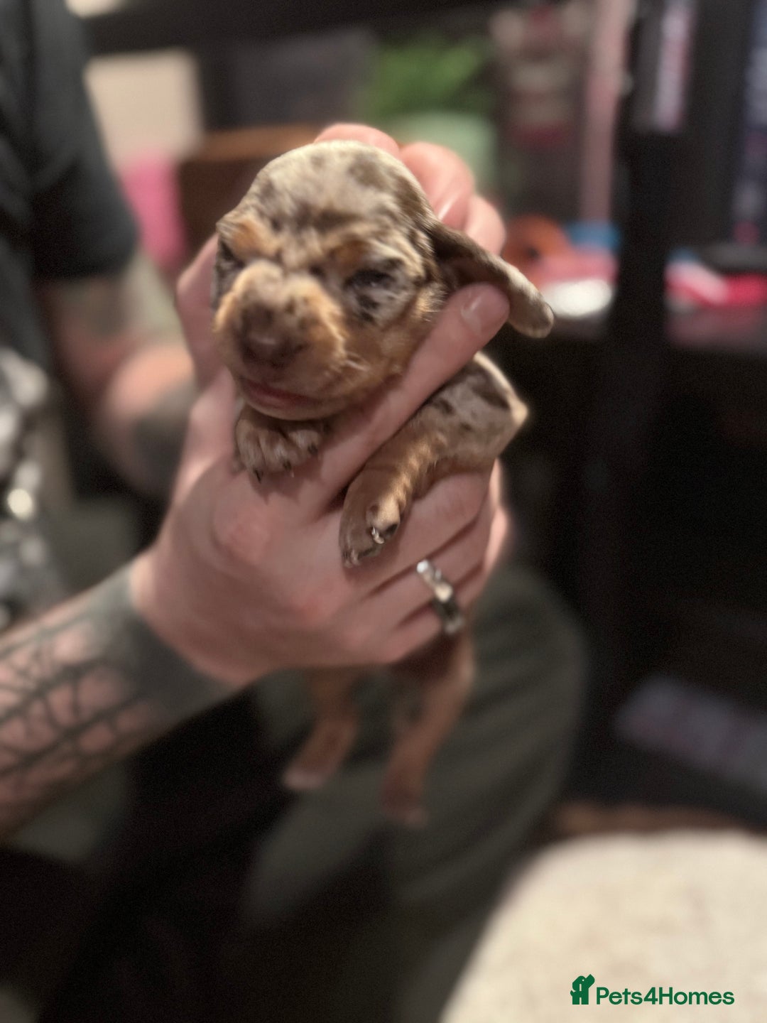 Mixed Breed dogs for sale: Adorable Daschund x spaniel pups  - Advert 9