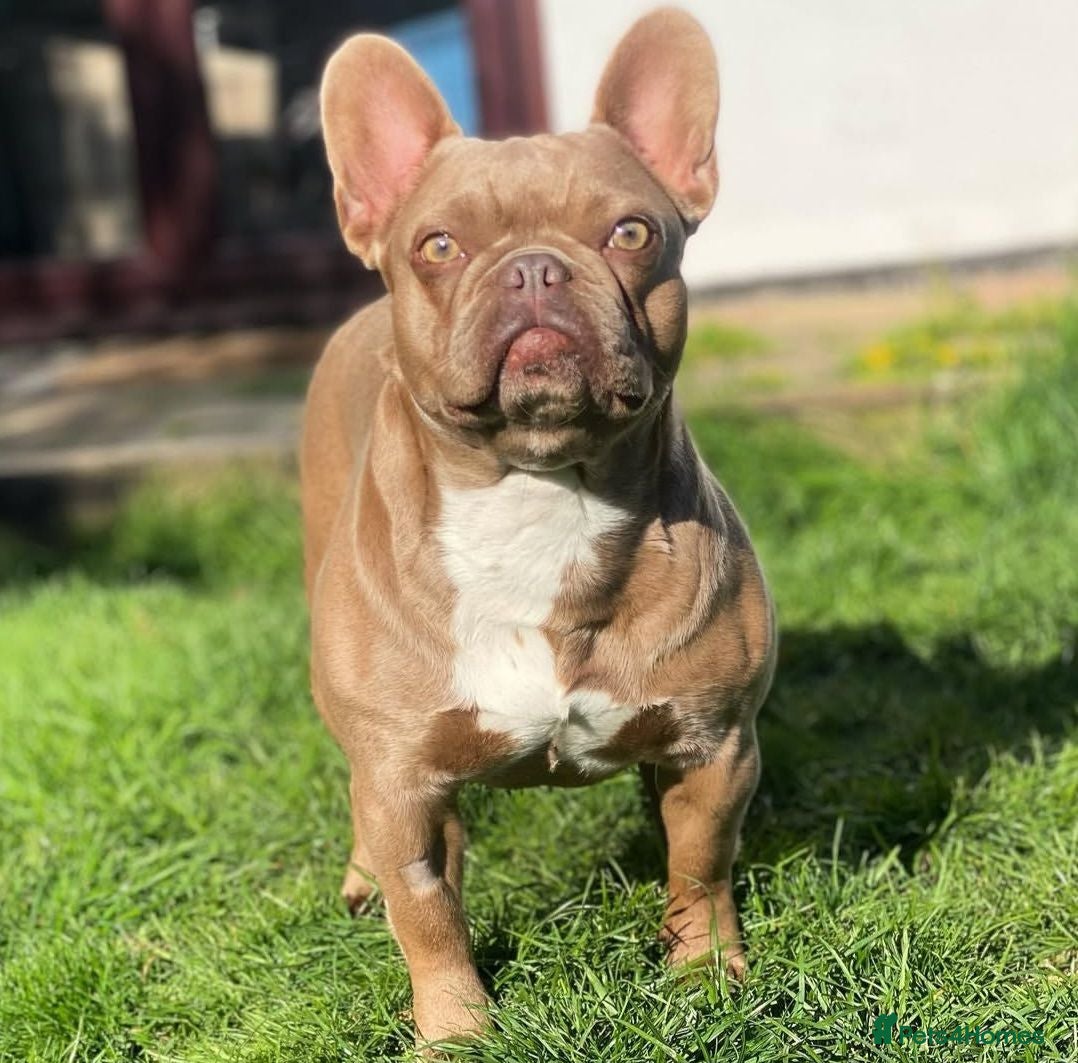 French Bulldog dogs French bulldog isabella - Advert 1