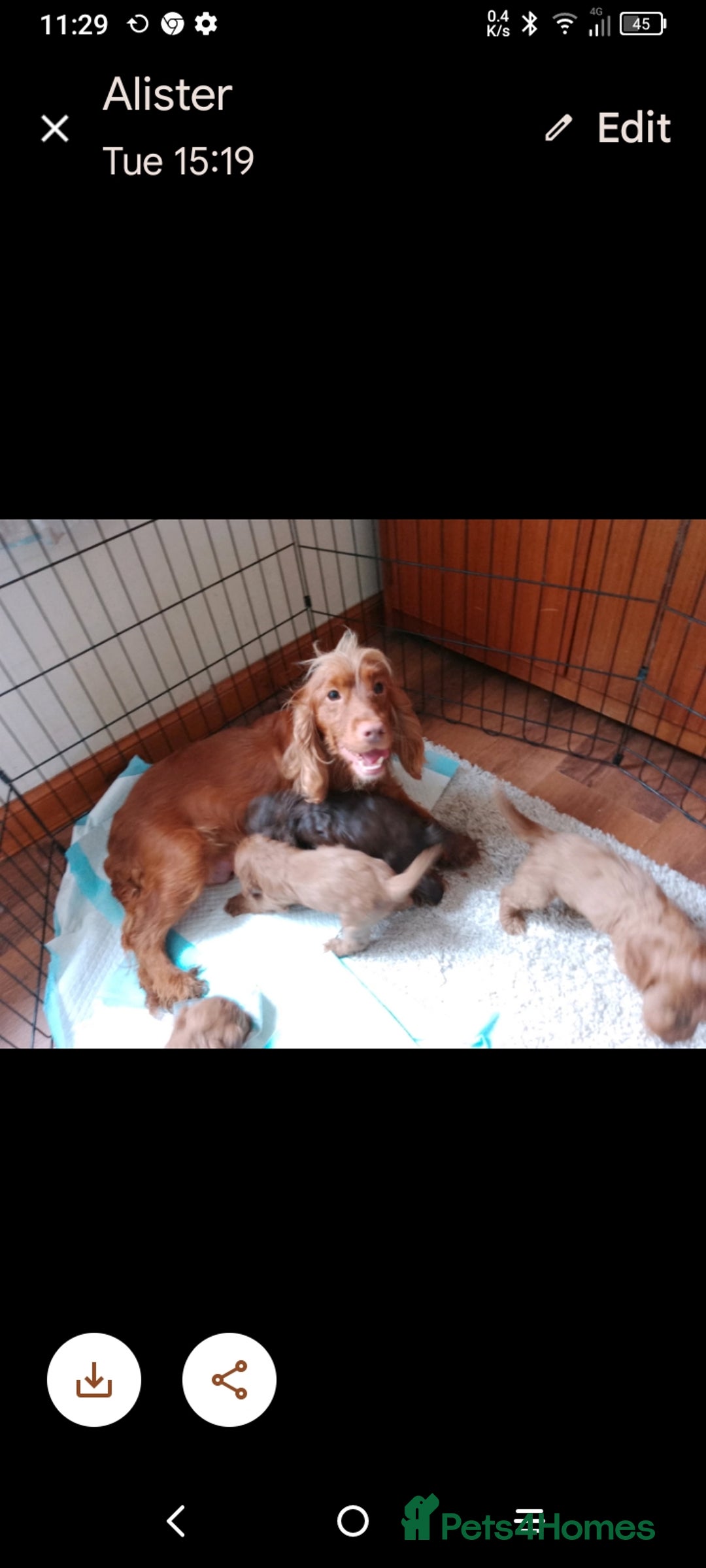 Cockapoo dogs for sale: Cockapoo puppies f1 show ) ruby red! In litter ♥️ - Image 9