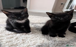 Mixed Breed cats for sale: Lovely black and Tuxedo kittens for sale - Image 10