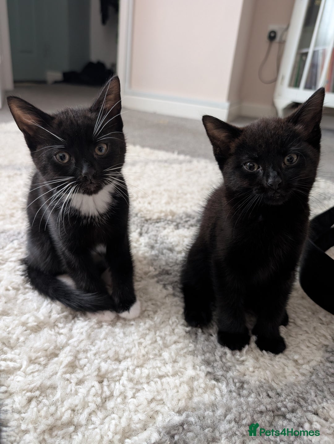 Mixed Breed cats for sale: Lovely black and Tuxedo kittens for sale - Image 10