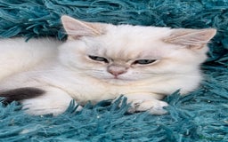 British Shorthair cats for sale: Beautiful Blue Gold & Choc Gold Colourpoint boys - Image 15
