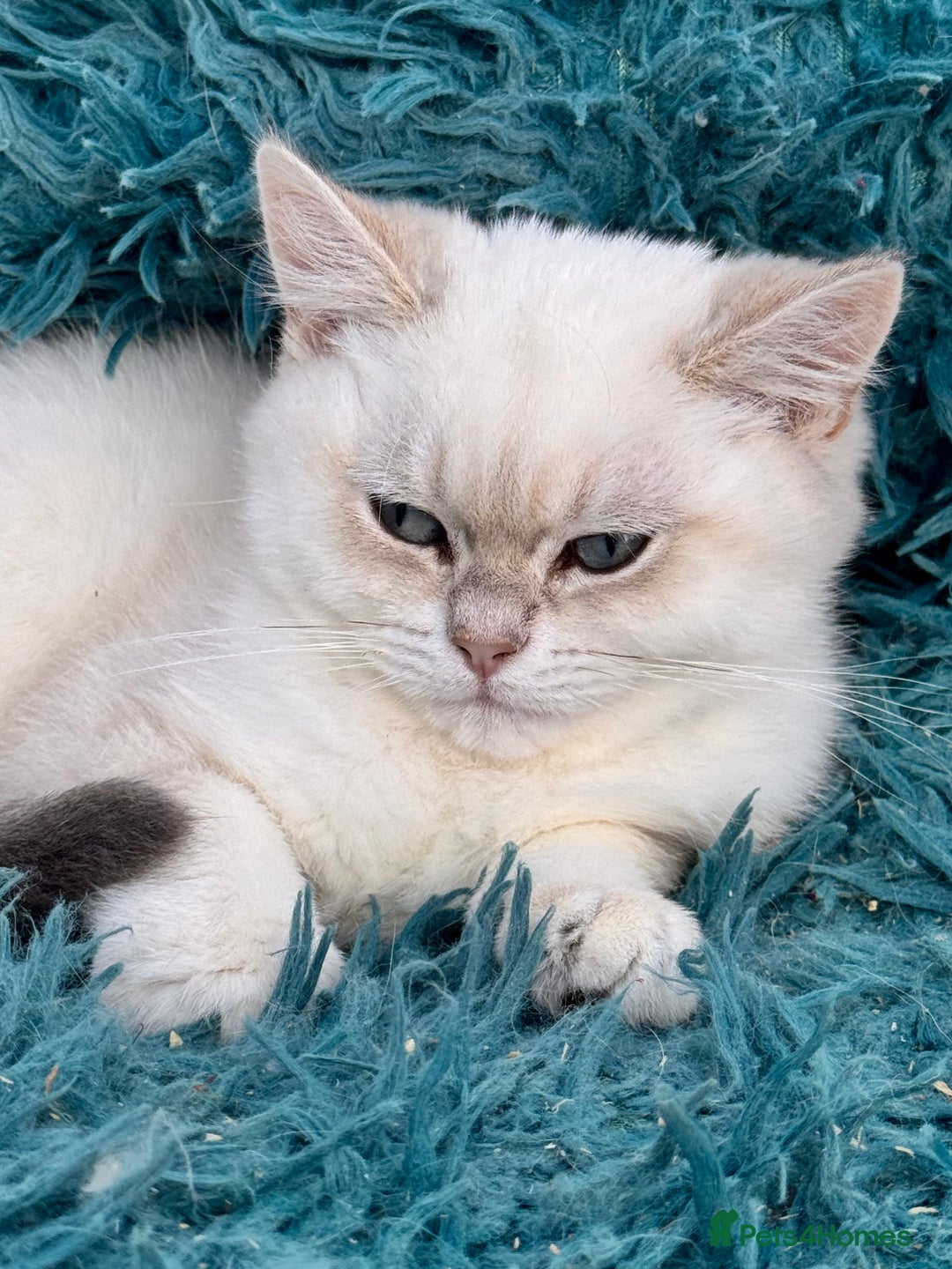 British Shorthair cats for sale: Beautiful Blue Gold & Choc Gold Colourpoint boys - Image 15