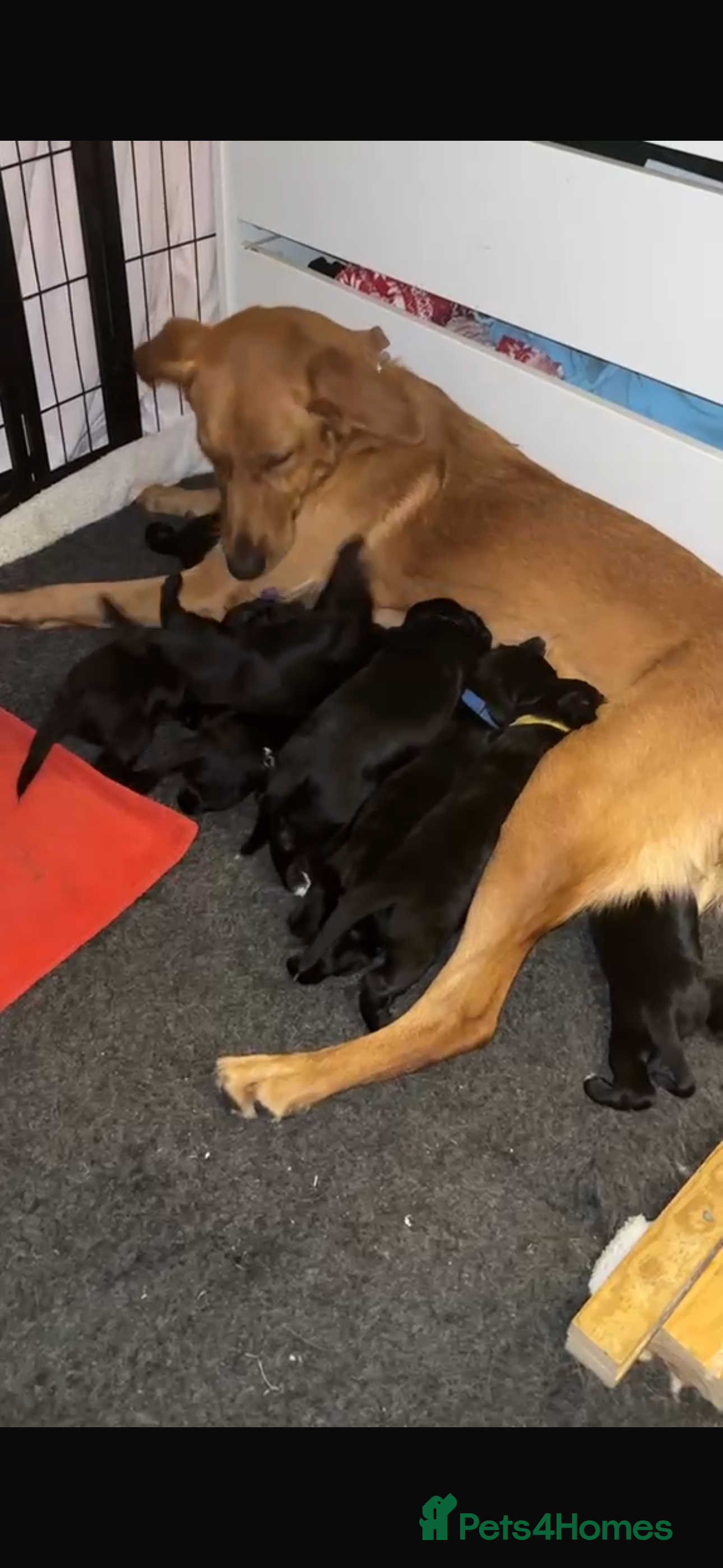 Mixed Breed dogs Beautiful GSD x cocker spaniel x Irish setter pups - Advert 1