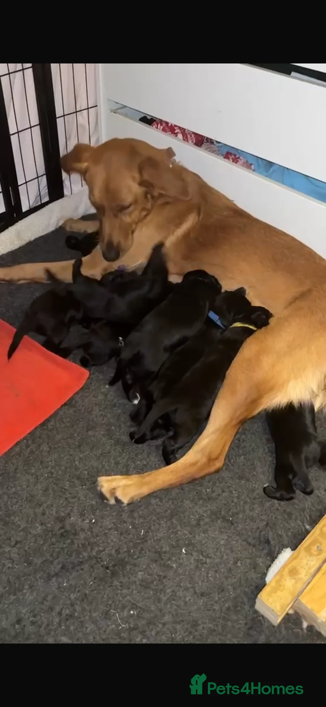 Mixed Breed dogs for sale: Beautiful GSD x cocker spaniel x Irish setter pups - Advert 2
