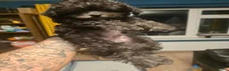 Chipoo dogs for sale: 🐾 Beautiful Chipoo × Micro Asian Poodle Puppies🐾 - Advert 15
