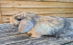 Mini Lop rabbits for sale: Baby mini lops - Image 3
