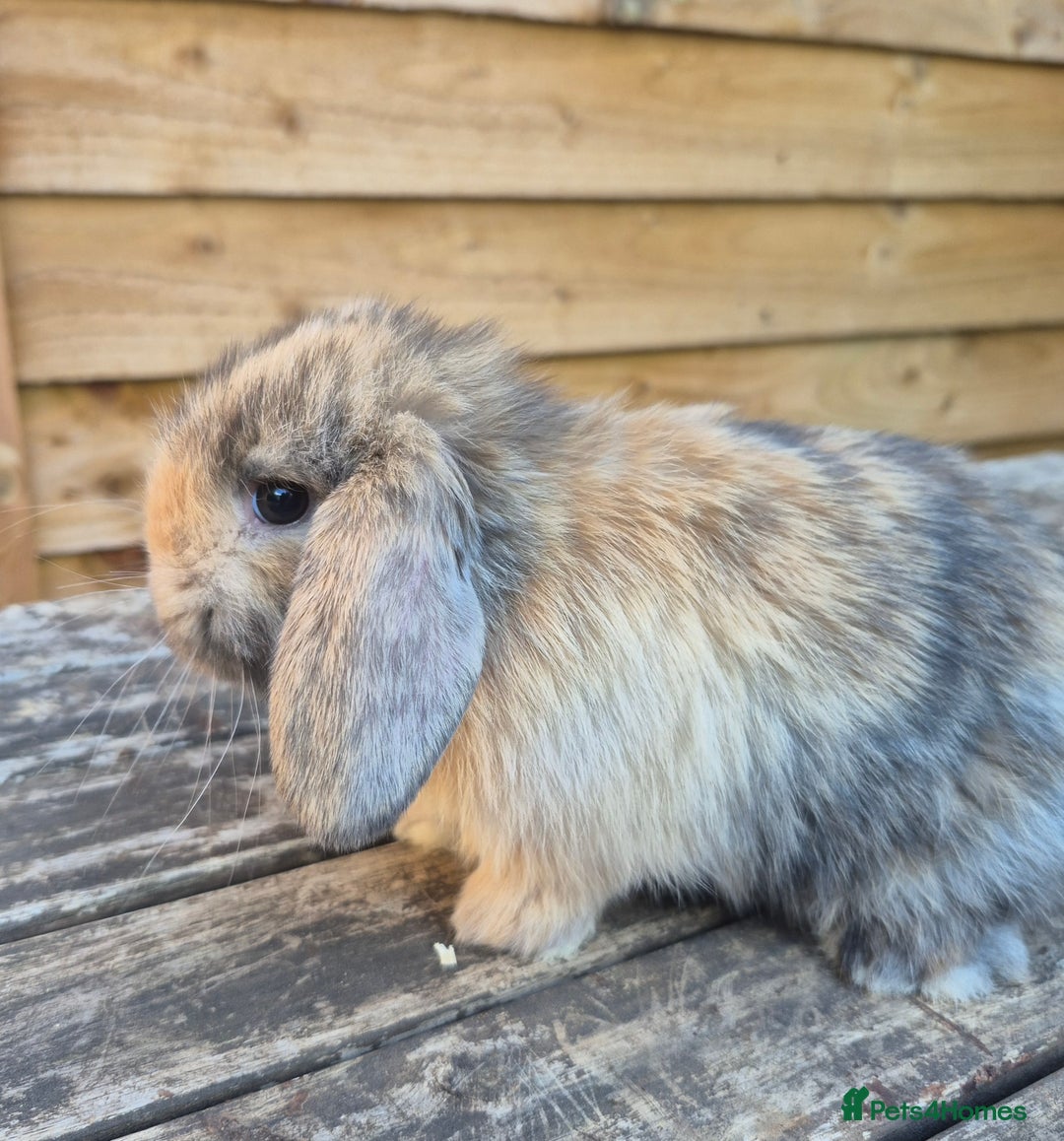 Mini Lop rabbits for sale: Baby mini lops - Image 3