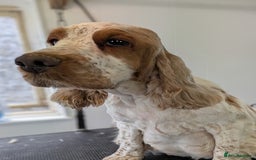 Cocker Spaniel dogs for sale: Beautiful Light Blue Show Pups Available! - Image 8