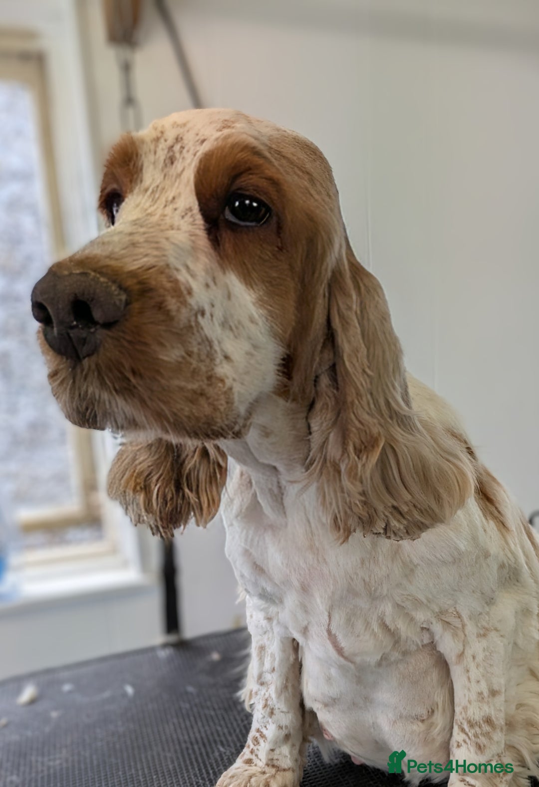 Cocker Spaniel dogs for sale: Beautiful Light Blue Show Pups Available! - Image 8