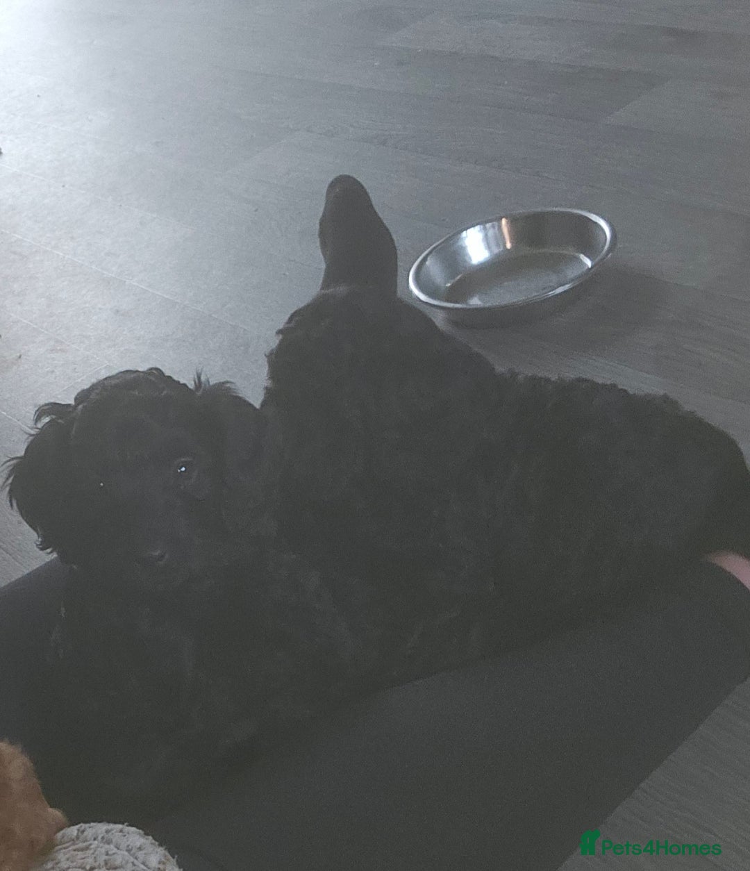 Cockapoo dogs for sale: TOY F1B COCKPOOS - Advert 6