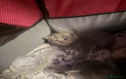 Ragdoll cats for sale: Ragdoll cross Norwegian forest cat - Image 5
