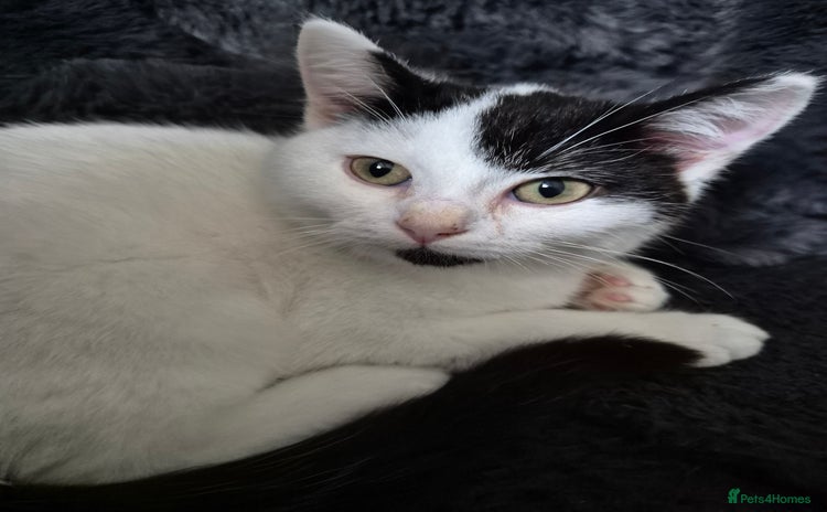 Selkirk Rex cats Tica reg  pedigree selkirk rex kittens ready now  - Advert 10