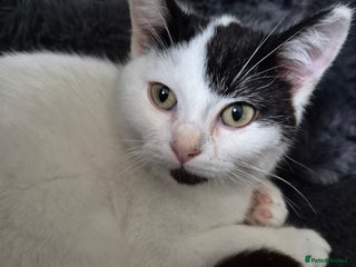 Selkirk Rex cats Tica reg pedigree selkirk rex kittens ready now - Advert 6