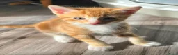 Mixed Breed cats for sale: 2 x beautiful ginger/beige boy kittens 🐱🐱❤️ in Basingstoke - Advert 8