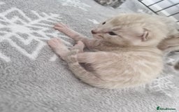 Bengal cats for sale: LAST 1! HEALTH TESTED bengal kittens TICA  - Image 7