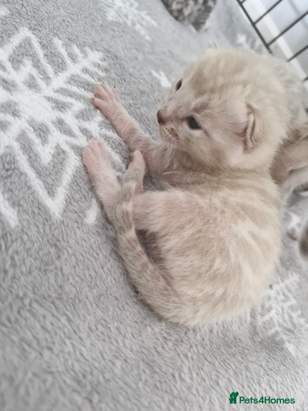 Bengal cats for sale: LAST 1! HEALTH TESTED bengal kittens TICA  - Image 7