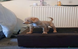 Mixed Breed dogs for sale: 4x Lab×Collie puppys - Image 14