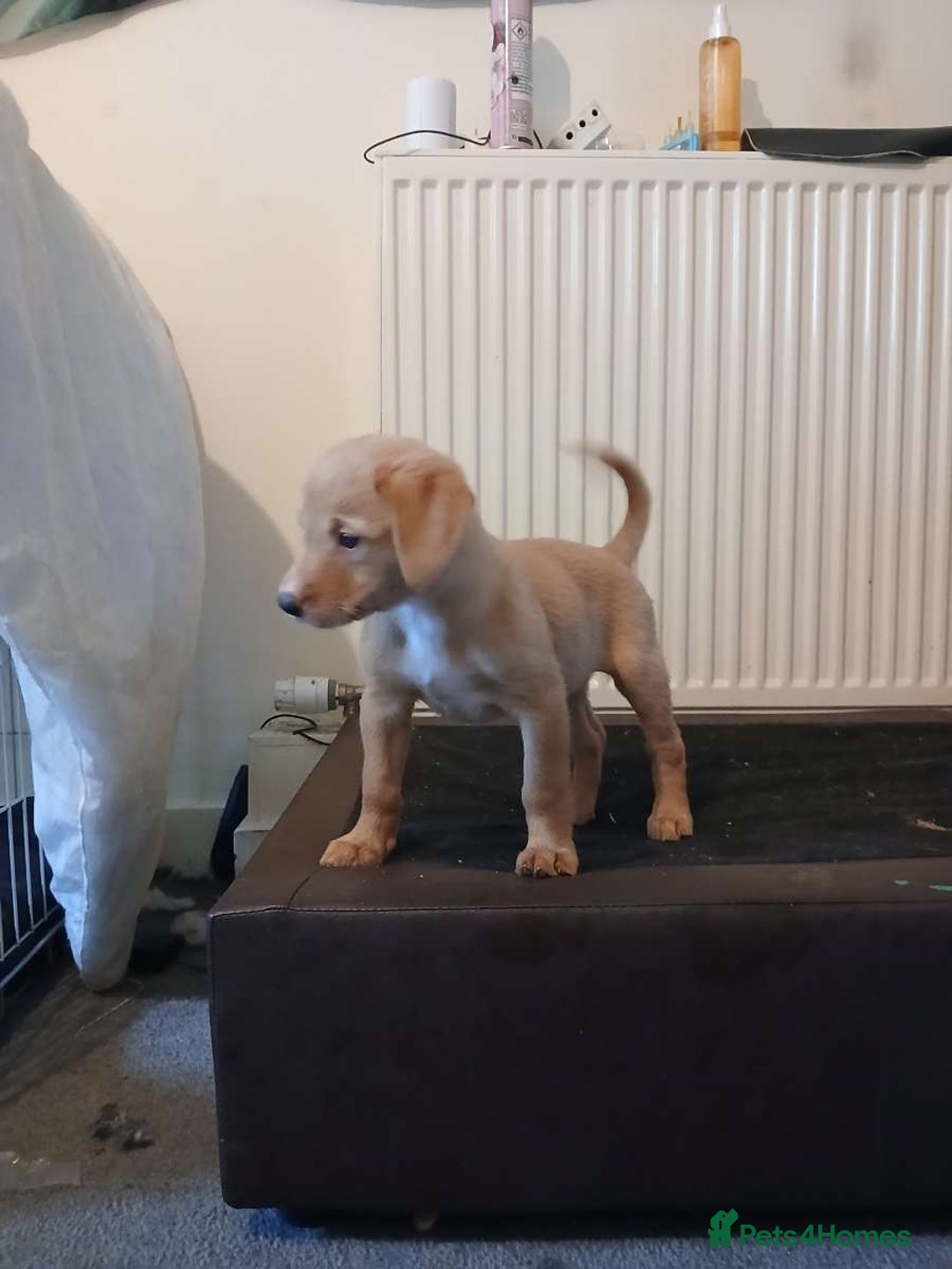 Mixed Breed dogs for sale: 4x Lab×Collie puppys - Image 14
